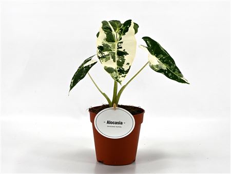 Alocasia Frydek Variegata