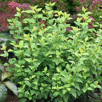 Пузыреплодник калинолистный Литтл Грени в тубе