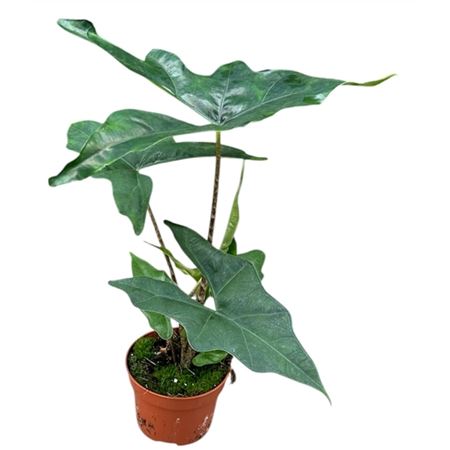 Alocasia Batwing