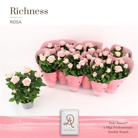 Rosa Infinity Princess In Metallic Sleeve (dolc'am