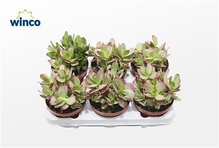 Crassula Platyphylla Variegata