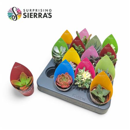 Succulent Mix Surprise