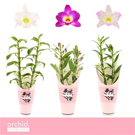 Dendr Nob 2st Mix Orchid Collection