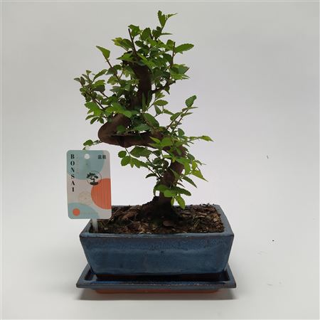 Bonsai Zelkova S-shape Traditional