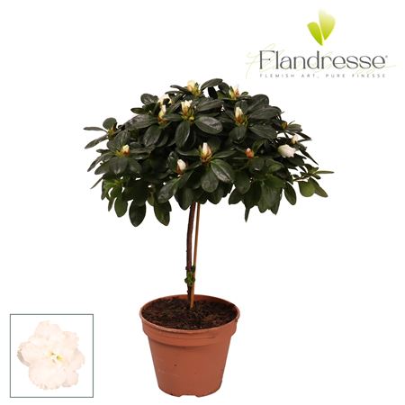 Azalea Flandresse On Stem White