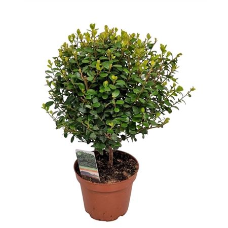 Myrsine Africana On Stem