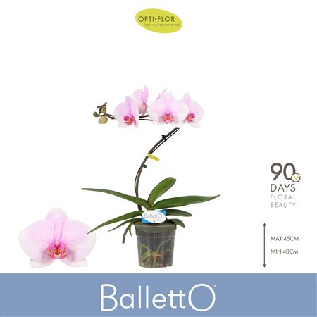 Phal 1st Balletto Curl (opti)