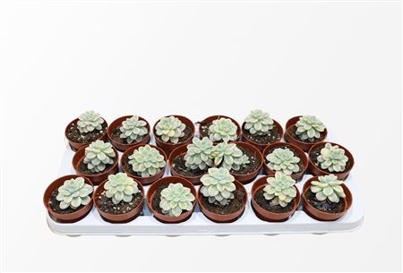 Sedum Clavatum Variagata