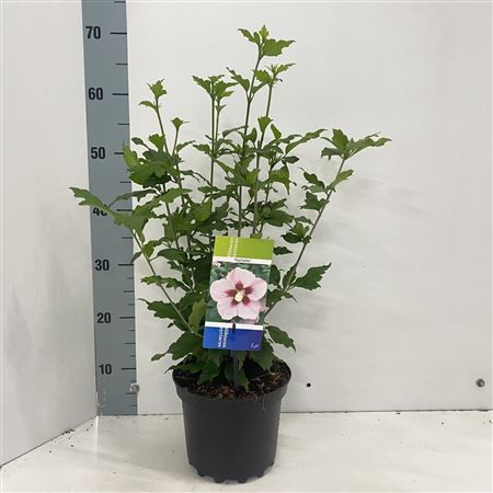 Hibiscus Syr Hamabo