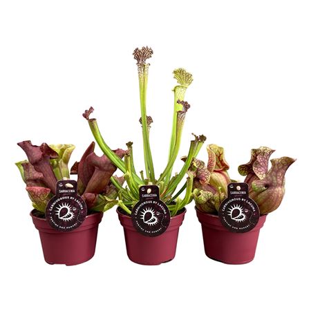 Sarracenia Mix