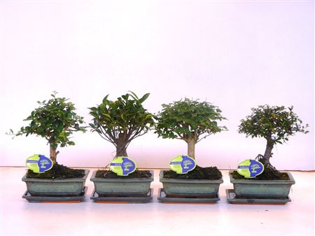 Bonsai Mix Broom With Drip Tray