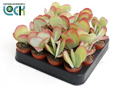 Kalanchoe Tyrsiflora
