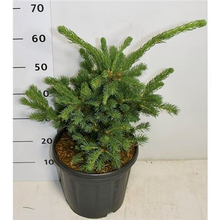 Picea Pung Lucky Strike