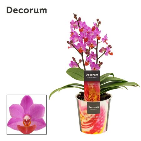 Phal Table Mystery 2st (decorum)