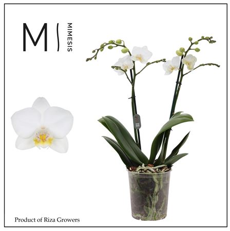 Phal 2st Snowflake 22+ Mimesis (orchid Growers)