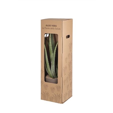 Aloe Vera In Box
