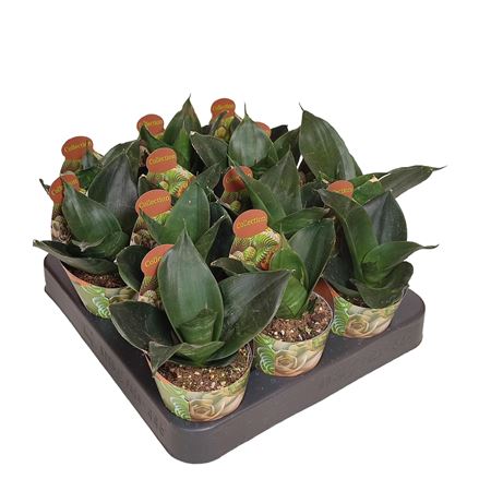 Sansevieria Tri Black Jade Potcover