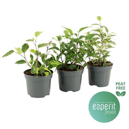 Ficus Be Royal Mix 2srt