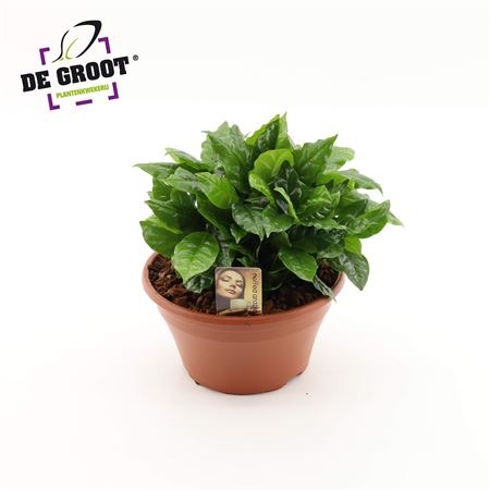 Coffea Arabica Bowl