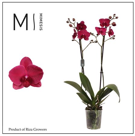 Phalaenopsis Montreux 2 Spike
