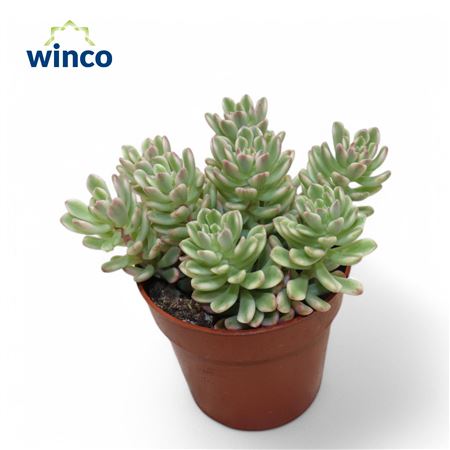 Sedum Rubrotinctum Variagata