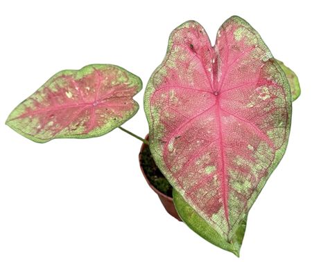 Caladium Sexy Pink