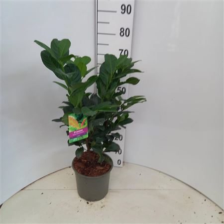 Prunus Laur Etna