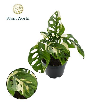 Monstera Obiqua Monkey Variegated