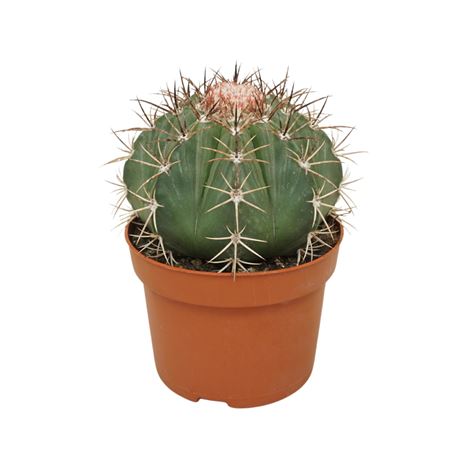 Melocactus Neryi