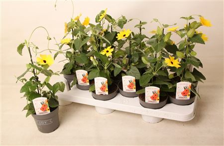 Thunbergia Alata Yellow Dark Eye