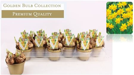 Narcissus Tete A Tete (deluxe)