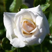 Роза плетистая Свон Лейк