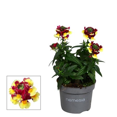 Nemesia Mareto Burgundy Yellow