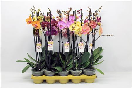 Phal 2st Mix 16+ (phalaenova)