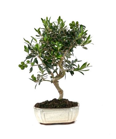 Bonsai Outdoor Olea Europaea Ball In