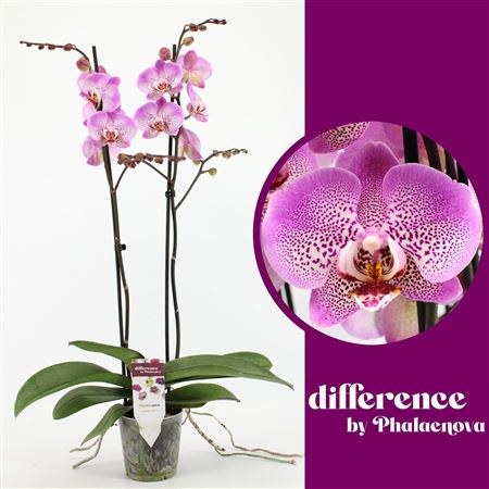 Phal 2st Jillion 18+ (phalaenova)