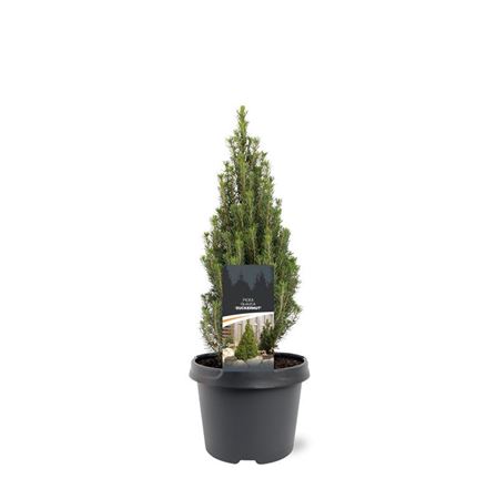 Picea Glauca Zuckerhut