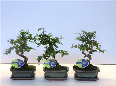 Bonsai Carmona Macrophylla, With Drip
