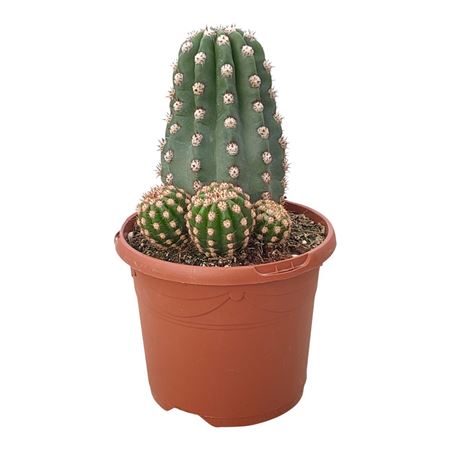 Trichocereus Teleghonus