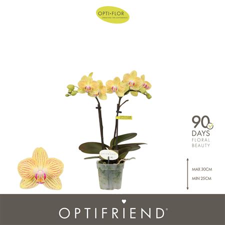 Phal 2st Stella 10+ (opti)