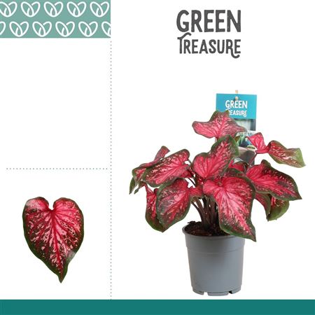 Caladium Scarlet Flame