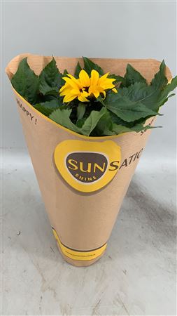Helianthus Sunsation 1pp Paper Sleeve