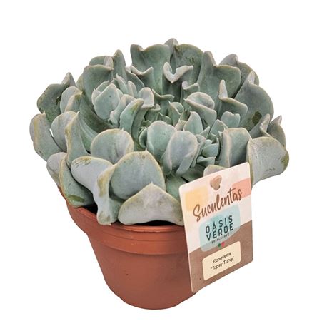 Echeveria Topsy Turvy