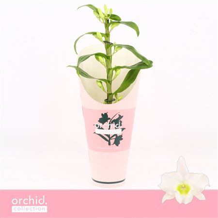 Dendr Nob 1st Apollon Compact Orchid
