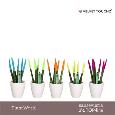 Sansevieria Velvet Touchz® Mix Ibiza