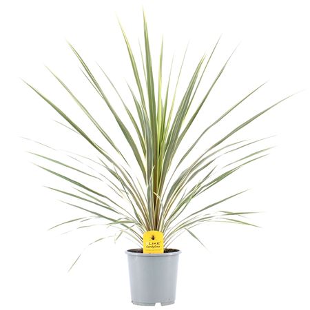 Cordyline Australis Variegata