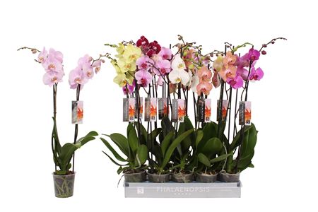 Phal 2st 8 Color Mix 18+ (vijverberg)