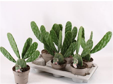 Opuntia Cochenillifera Diamond Green