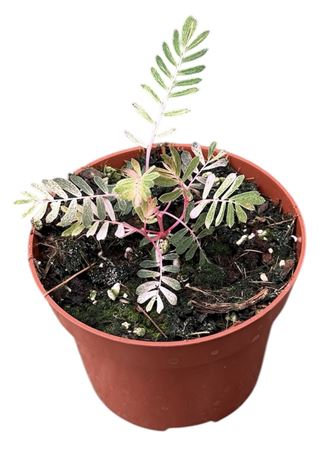 Phyllanthus Urinaria Albo Variegata
