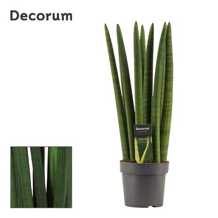 Sansevieria Cylindrica Straight (dec)
